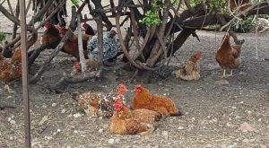 Farm Yard Chicken Free Range