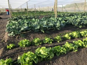Farm Yard Vegetables