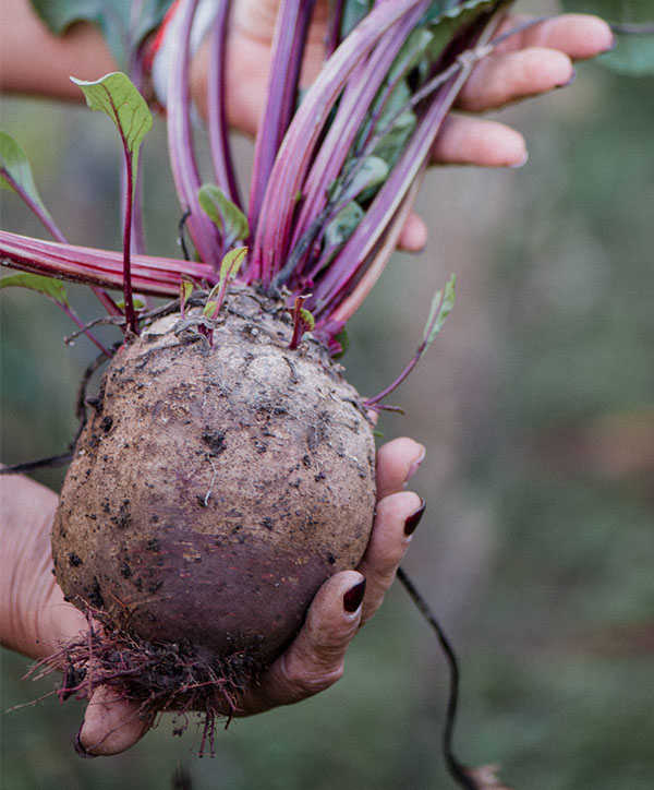 Beetroot Beetroot